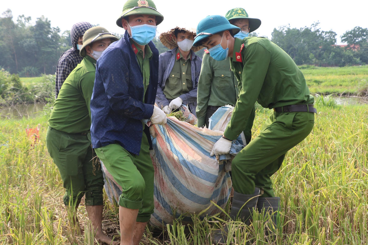 Lực lượng đoàn viên thanh niên Công an huyện, huyện đoàn Sông Lô (tỉnh Vĩnh Phúc) xuống đồng giúp bà con nông dân thu hoạch lúa.  