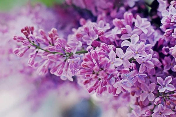 [ẢNH] Những vườn hoa đẹp tuyệt vời 'hút' khách du lịch