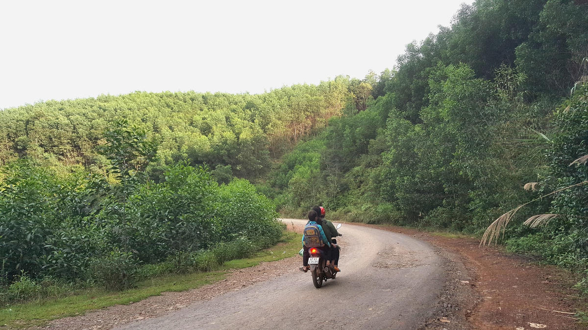 Hầu hết diện tích đất đồi dốc trước đây bỏ không giờ đã được phủ kín một màu xanh của cây keo lai.