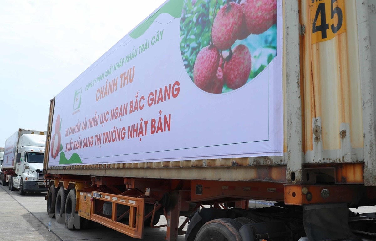 Lô hàng vải thiều đầu tiên của Việt Nam đã có mặt tại thị trường Nhật Bản. (Ảnh: Thống Nhất/TTXVN).  