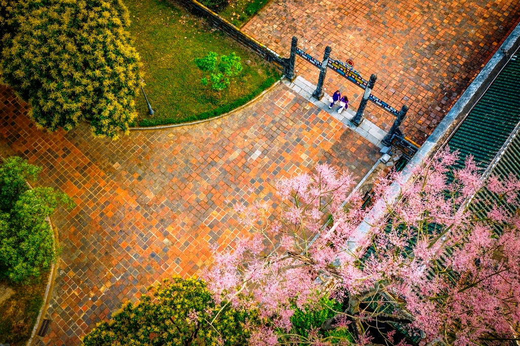 Hoa ngô đồng hồng rực rỡ trên mái ngói cung điện cổ kính trong Đại Nội (Huế).
