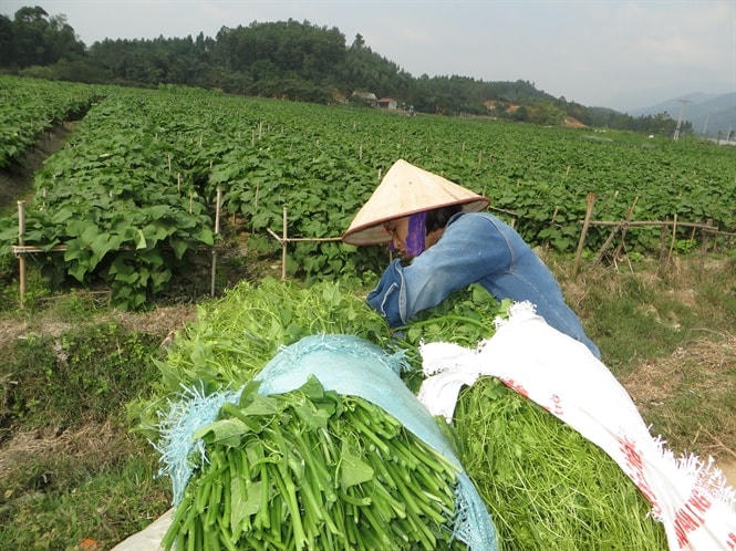 Su su Tam Đảo.