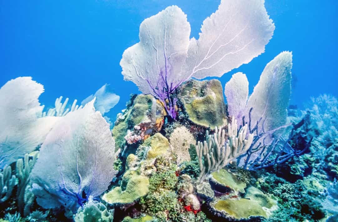 Rạn san hô Bonaire, Ca-ri-bê thuộc Hà Lan là nơi có thể chiêm ngưỡng cầu vồng đủ sắc màu, bao gồm hồng, xanh lục, vàng và tím sáng, nơi đây còn được gọi là Thiên đường của thợ lặn.  