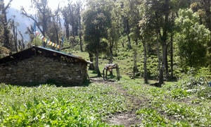 Gia đình Việt ăn Tết Bhutan