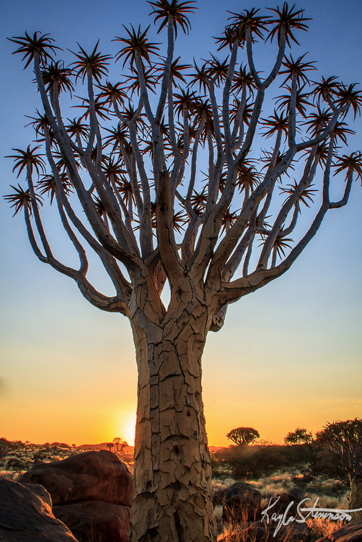Cây rung ở Namibia.