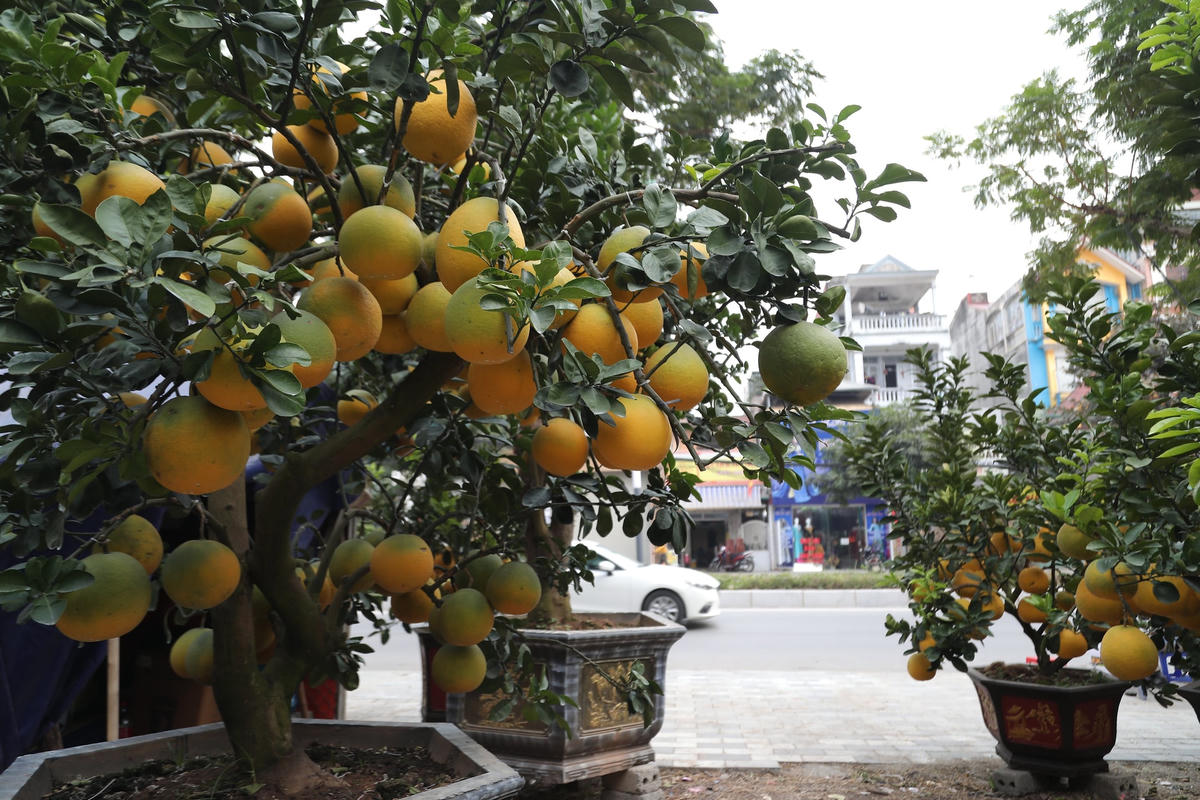 Được biết, những cây bưởi tại vườn ông Thắng thuộc giống bưởi Diễn - giống bưởi cho ra quả 1 năm 1 lần, thường ra hoa vào tháng hai, quả chín đúng vào dịp Tết.