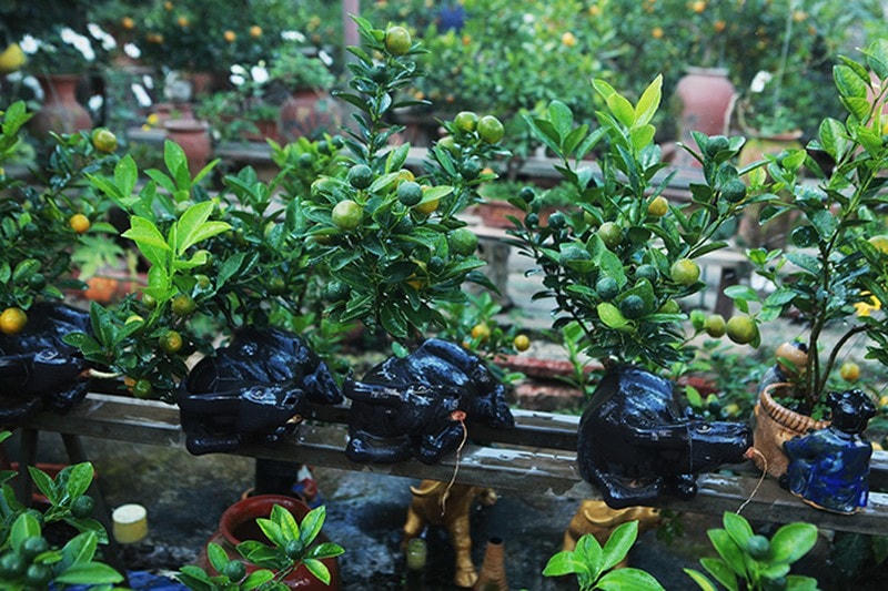 Bên cạnh trâu vàng, những chú "trâu đen" cũng được nhiều người đặt mua.  