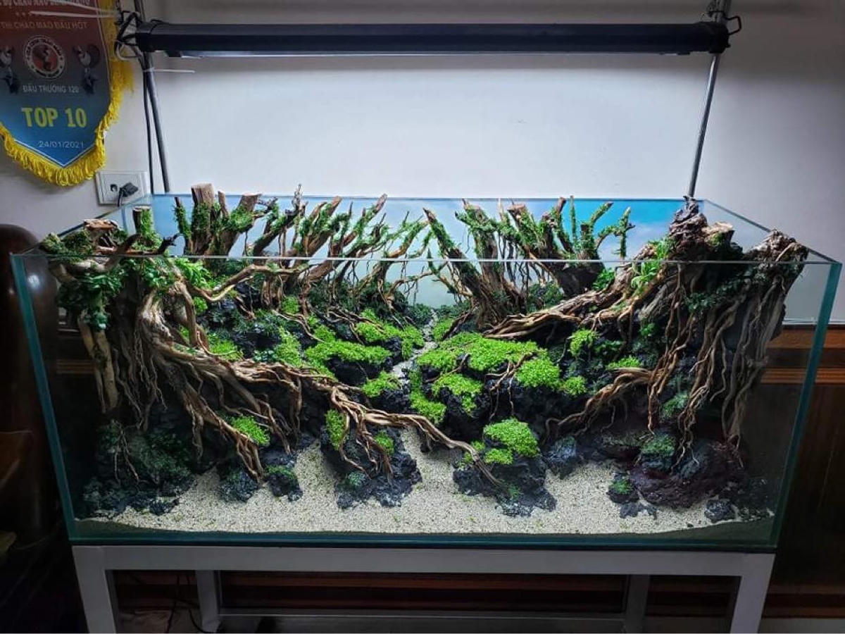 Tiểu cảnh trong bể thủy sinh mang đến sự hoang sơ, hoang dã nơi rừng già. Ảnh: NVCC. 