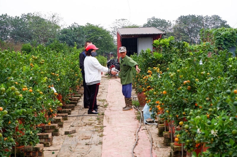 Người dân mua quất tại một nhà vườn ở Tứ Liên.