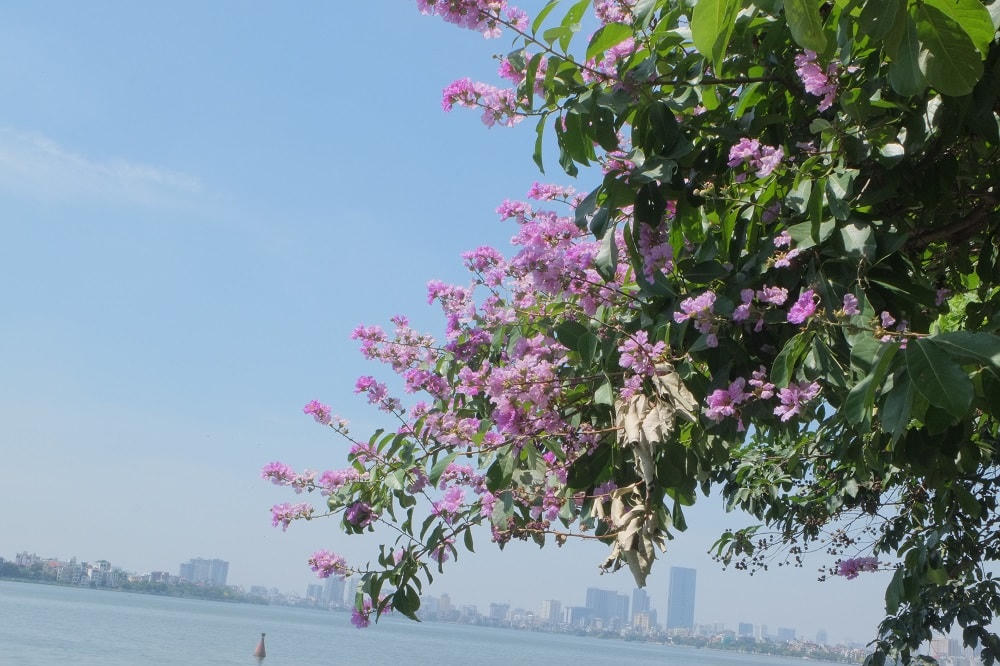Hà Nội rực rỡ sắc hoa mùa hạ