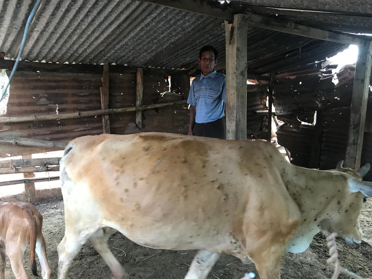 Bệnh viêm da nổi cục trên đàn bò, xã Tân A, huyện Đak Pơ.