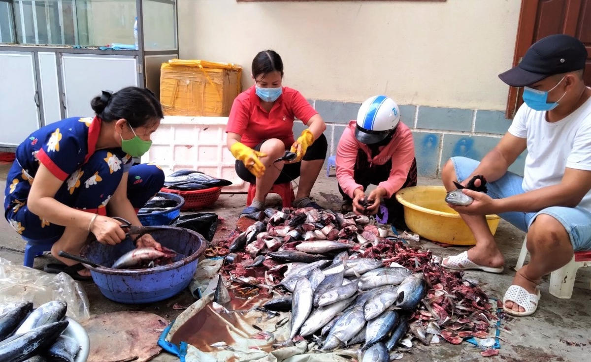 Người dân Quảng Ngãi làm cá gửi vào tặng bà con TP HCM gặp khó khăn do dịch bệnh