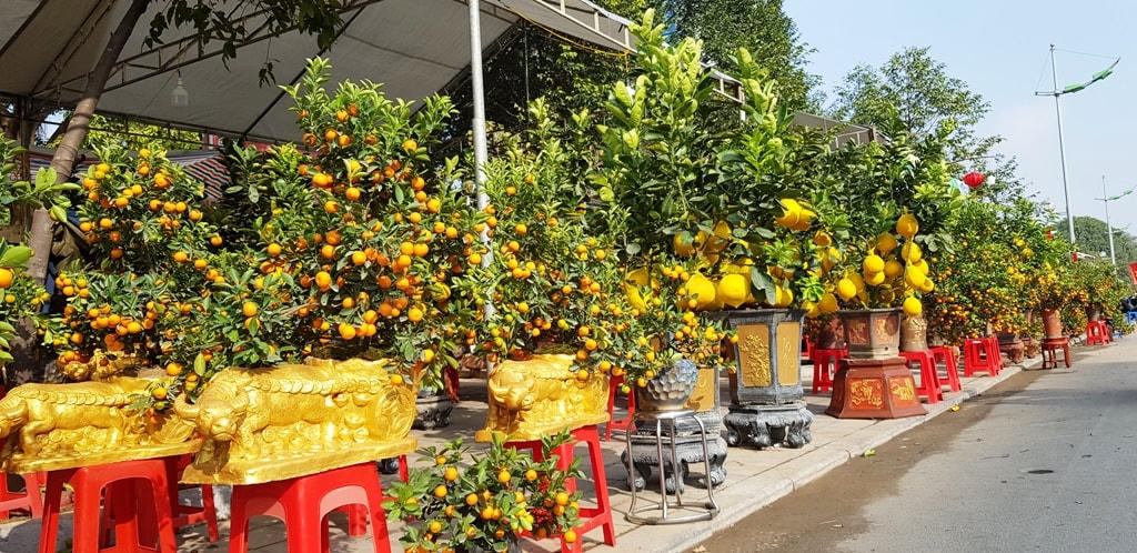 Thời tiết năm nay thuận lợi nên đào, quất cho dáng và hoa, quả đẹp.