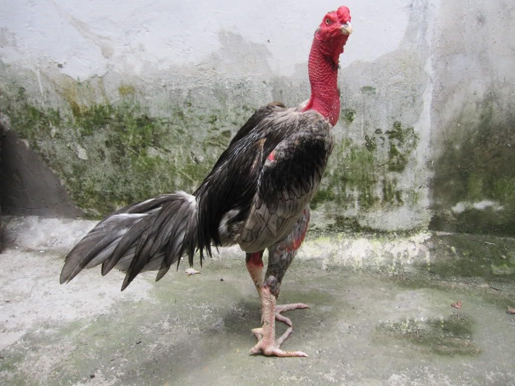 Nuôi gà chọi cho thu nhập cao.
