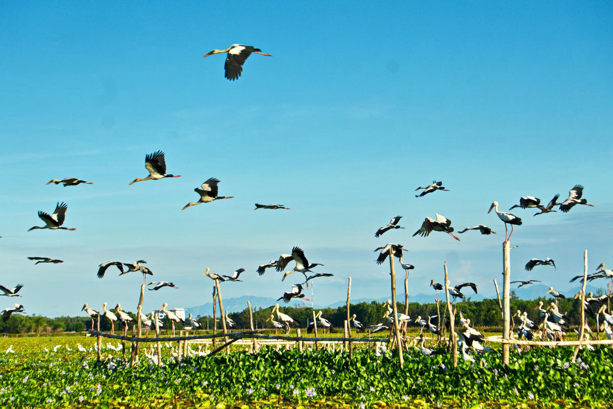 Hàng ngàn con cò trắng bay lượn trên sông Đầm.