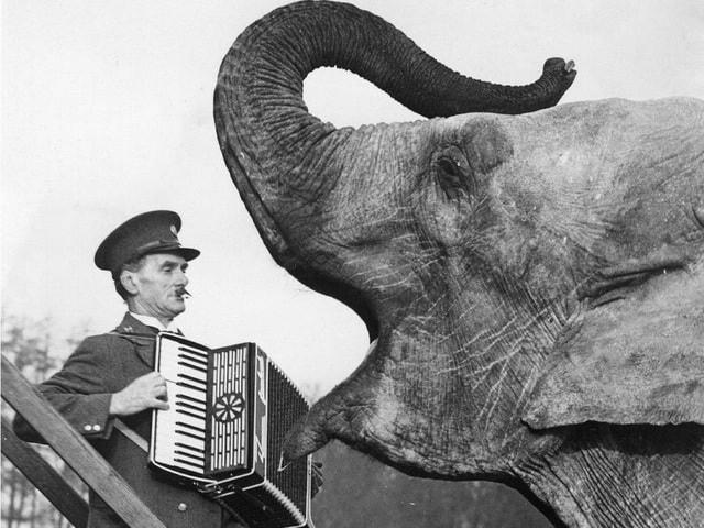 Chú voi nghe đàn accordion hồi năm 1940.  