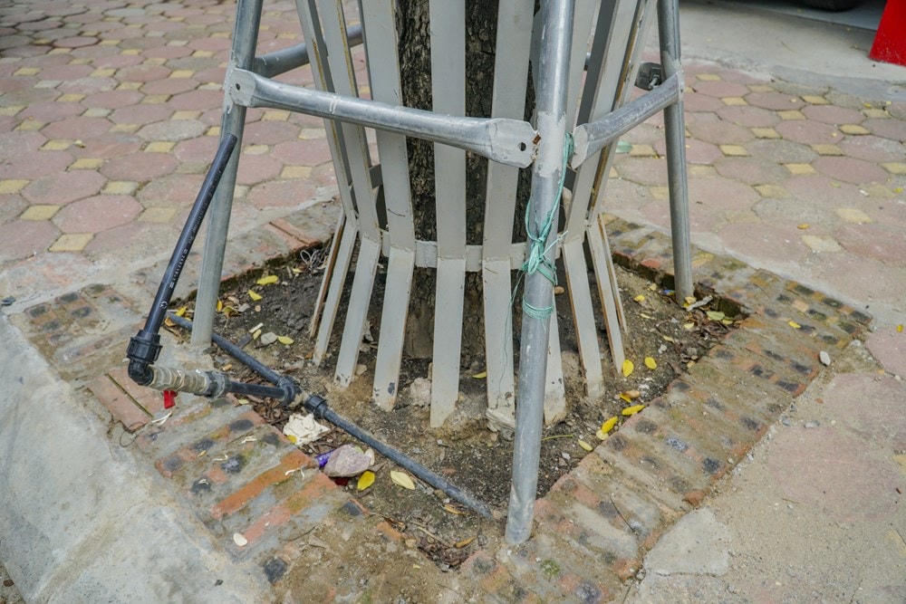 Theo lời của một số người dân ở đây, nhân viên chăm sóc những cây sưa đặc biệt này thường tới và tiến hành công việc vào buổi đêm. Việc truyền dịch vào cây đã được tiến hành cách đây nhiều tháng. (Ảnh: Minh Hiếu/Vietnam+).