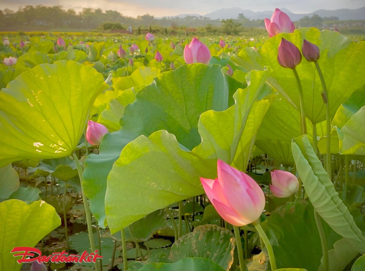 Ngỡ ngàng... sen Tràng An chớm nở đầu hạ