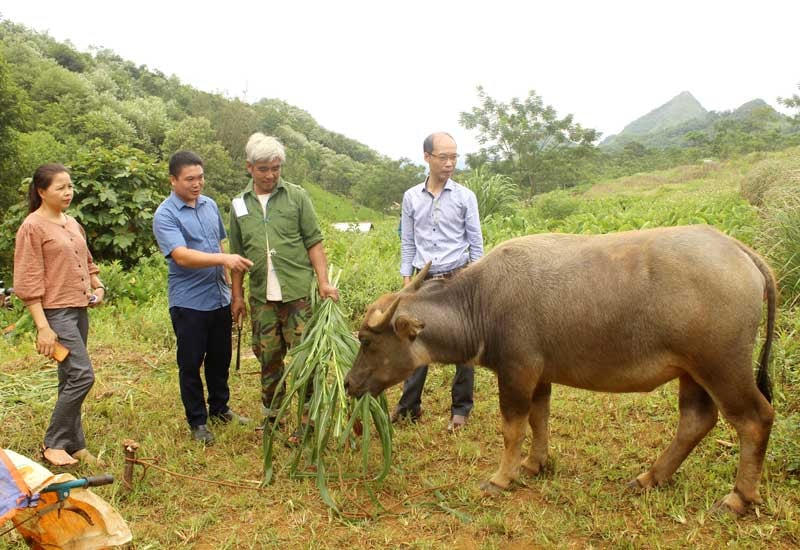 Nhờ nguồn vốn chính sách, nhiều gia đình xã Cao Sơn (Đà Bắc) đầu tư nuôi trâu đem lại hiệu quả kinh tế.