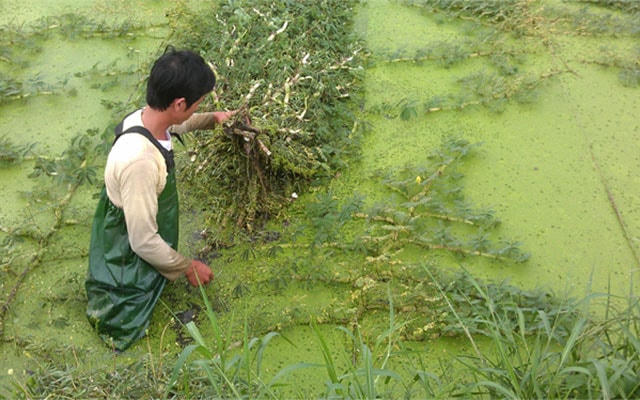 Trồng rau nhút đầu tư thấp, năng suất cao.