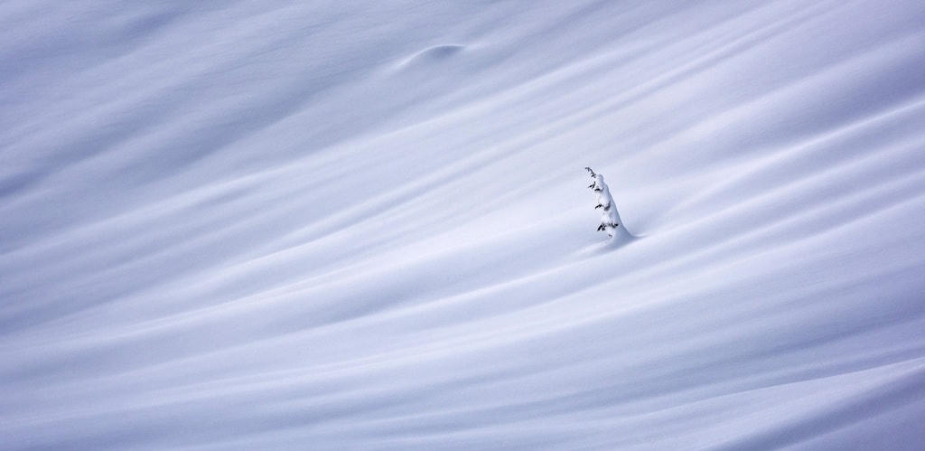 Người chiến thắng chung cuộc của giải thưởng Open Photographer of the Year là Matt Jackisch, đến từ Canada, với bức ảnh tuyệt đẹp về một cái cây đơn độc trong khung cảnh tuyết phủ ở British Columbia.