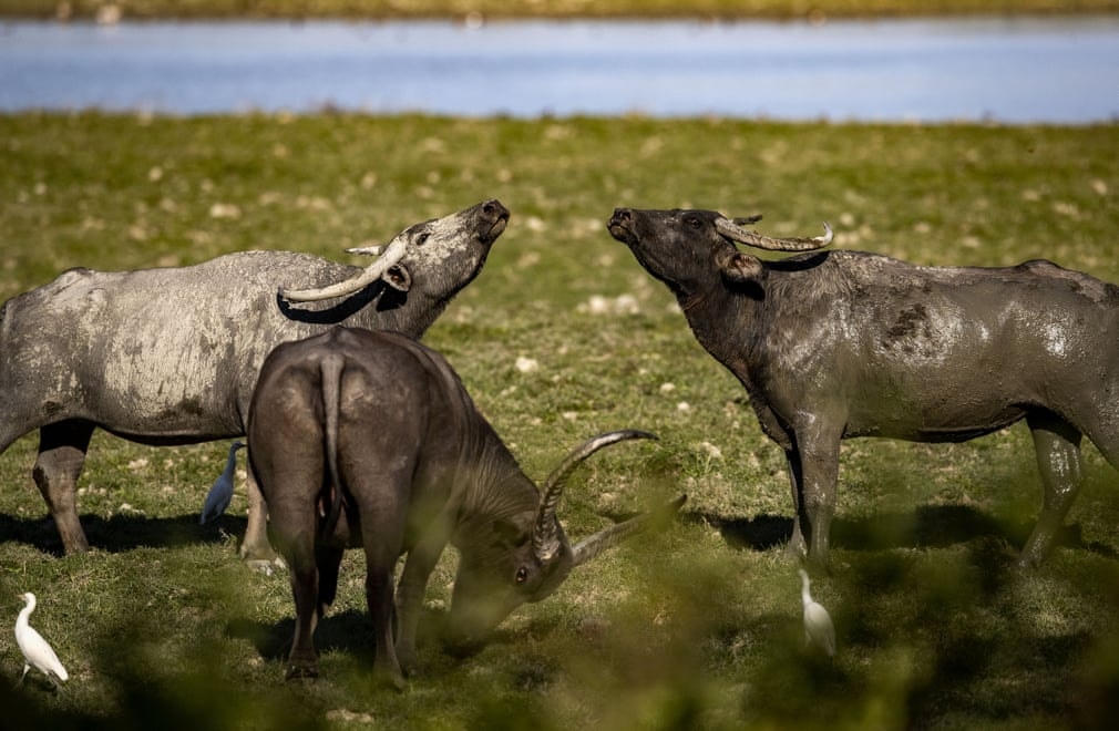 Những con trâu hoang dã gặm cỏ bên trong dãy Agoratoli tại vườn quốc gia Kaziranga ở bang Assam, Ấn Độ. Ảnh: Anupam Nath/AP.