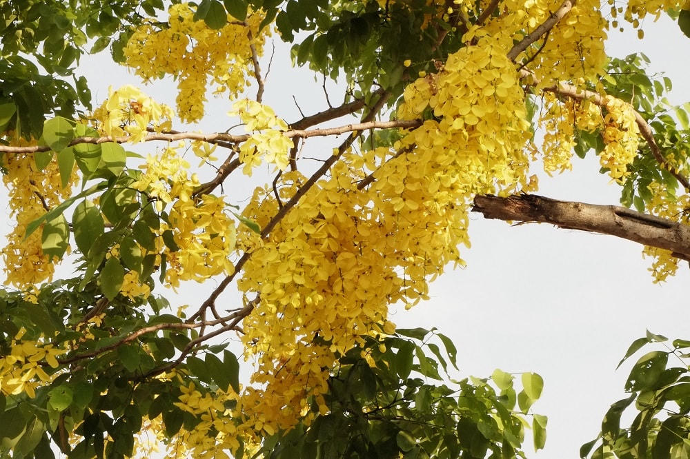 Hà Nội rực rỡ sắc hoa mùa hạ