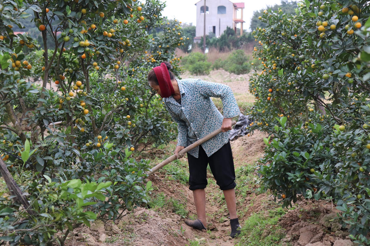 Không khí đìu hiu, ảm đạm bao trùm 'vựa quất' Hợp Lý trong những ngày giáp Tết âm lịch.    