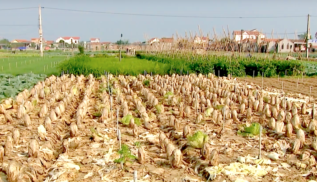 Rau cải đến mùa thu hoạch không thể bán.