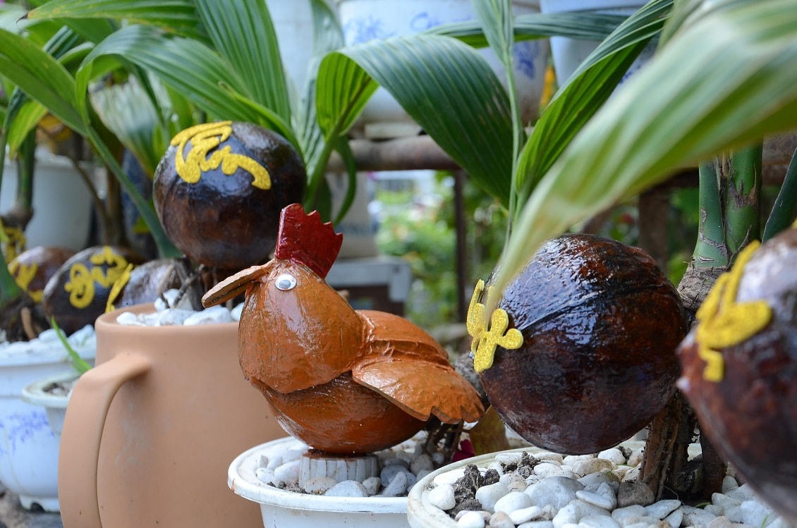 Mỗi cây dừa bonsai có giá từ 300 đến 500 ngàn đồng/châu.