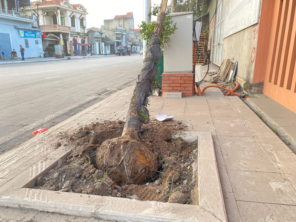 Chiếc cây bị đâm bật gốc.