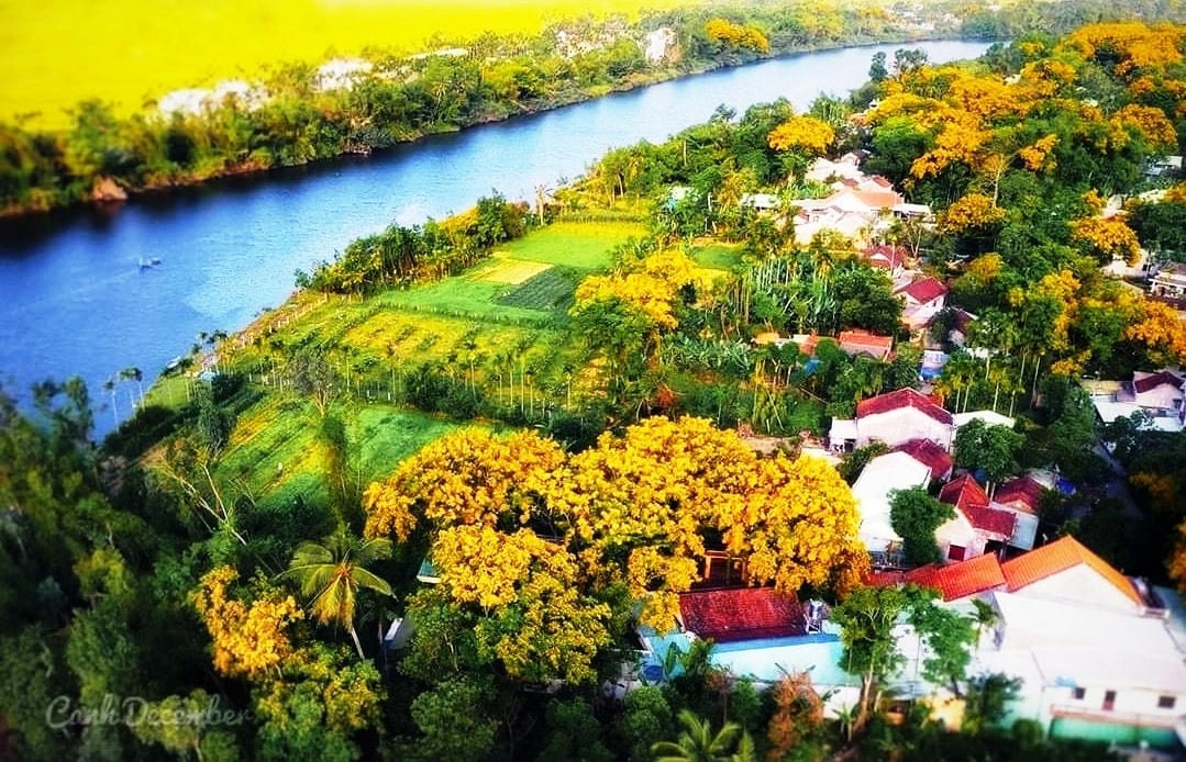 Một góc hoa sưa ở làng Hương Trà, TP Tam Kỳ