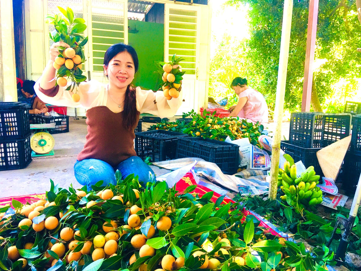 Trái thanh trà vàng ươm, mong nước nhìn rất bắt mắt 