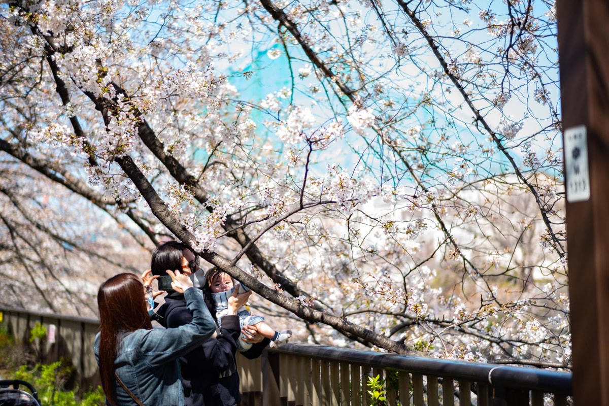 Ngắm hoa và chụp ảnh anh đào trên sông là một thú vui của nhiều bạn trẻ trong mùa hanami. Ảnh: AP.