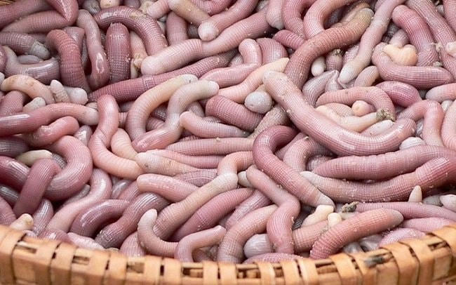 Sá sùng có độ dài khoảng 5 – 10 cm.