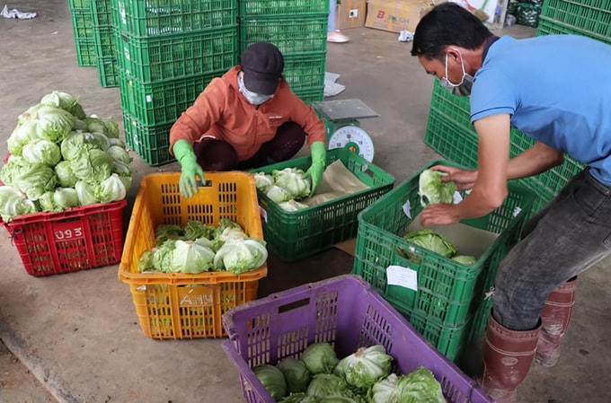 Người dân Đà Lạt phân loại, đóng gói rau xanh để đưa về TP HCM. Ảnh: Khánh Hương.