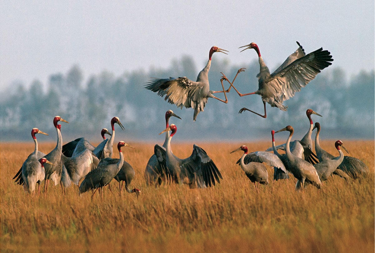 [ẢNH] Khám phá những loài chim xinh đẹp ngỡ ngàng