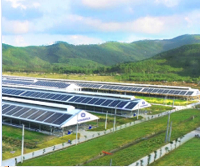 Trang trại Vinamilk Green Farm tại Quảng Ngãi có quy mô đàn bò sữa 4.000 con.