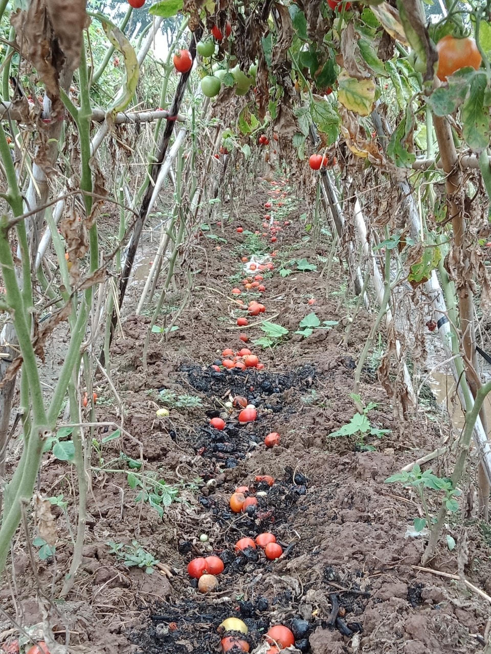 Hà Nội: Nông dân vứt rau củ trắng đồng do không có người mua