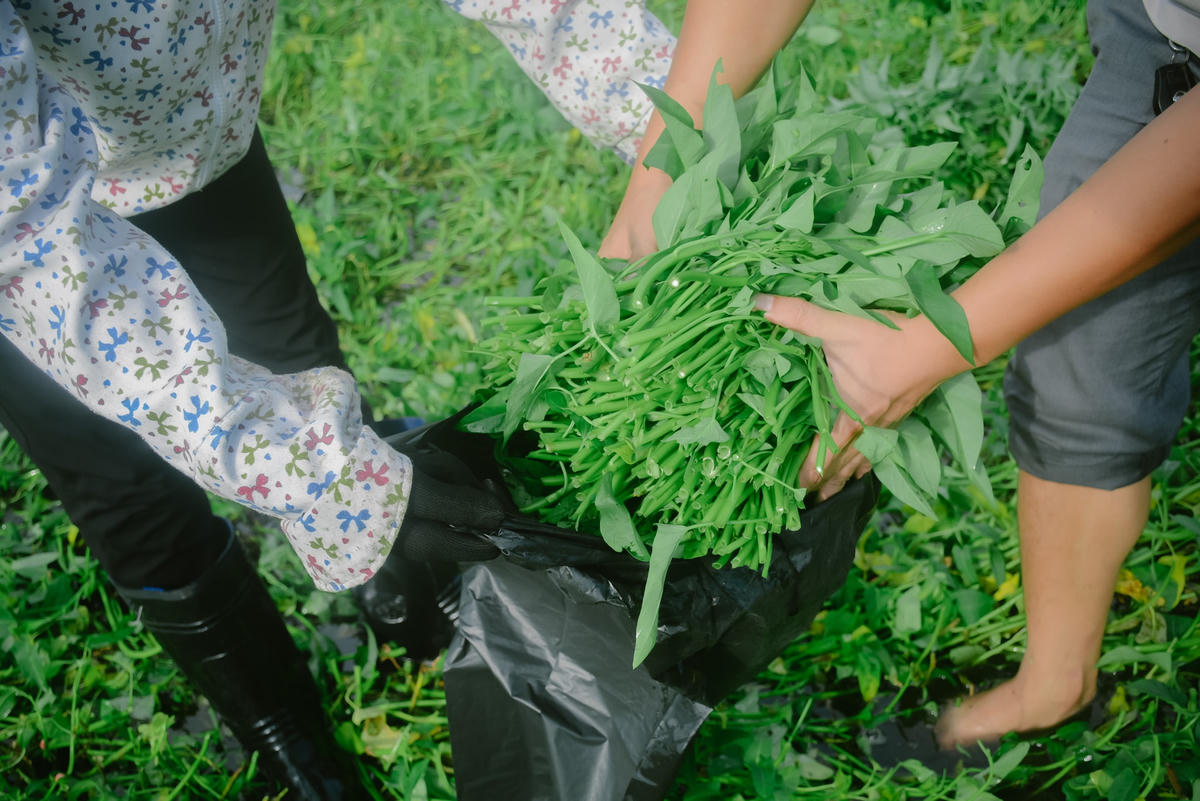 [ẢNH] Bỏ áo văn phòng, 8X đi cắt rau mang lên Hà Nội 'chia' cho người nghèo