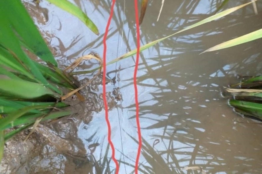 Trên nhiều cánh đồng ở Thái Bình người dân thường dùng dây có điện để diệt chuột.