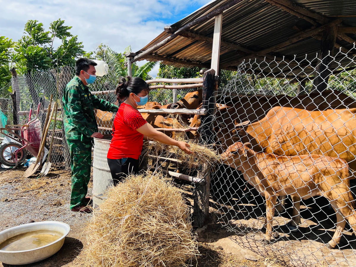 Nhiều hộ dân phải bán bớt trâu, bò để mua thêm rơm duy trì đàn vật nuôi. 
