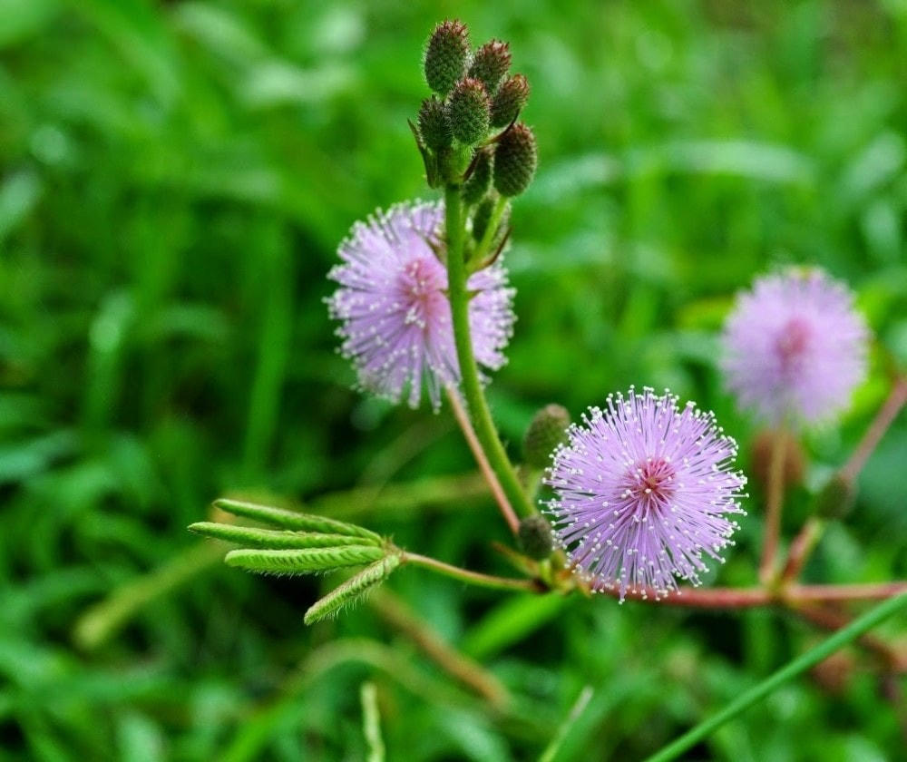 Chiều xưa hoa tím