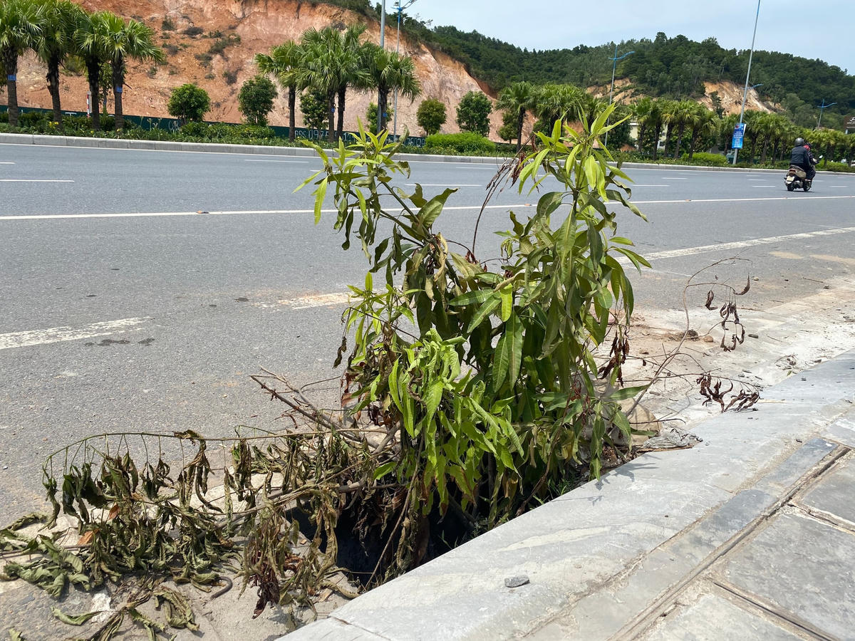 Chiếc "hố tử thần" ẩn dưới những cành cây khô được cài cắm chồng chéo gây mất mỹ quan đô thị.
