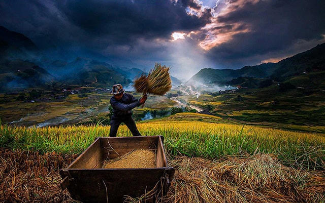 Fansipan mùa lúa chín đẹp ngất ngây