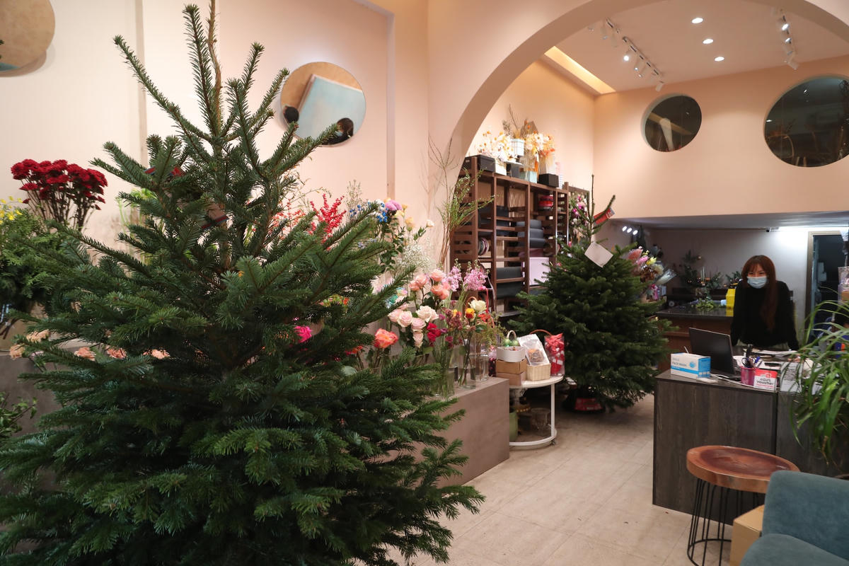 Gần 2 tuần nữa mới đến lễ Giáng sinh song thị trường cây thông Noel đã sôi động, nhộp nhịp khách.