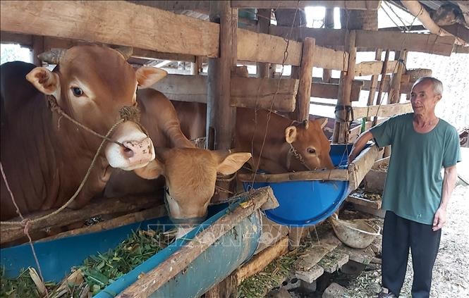 Khẩn trương phòng chống dịch bệnh trên đàn gia súc