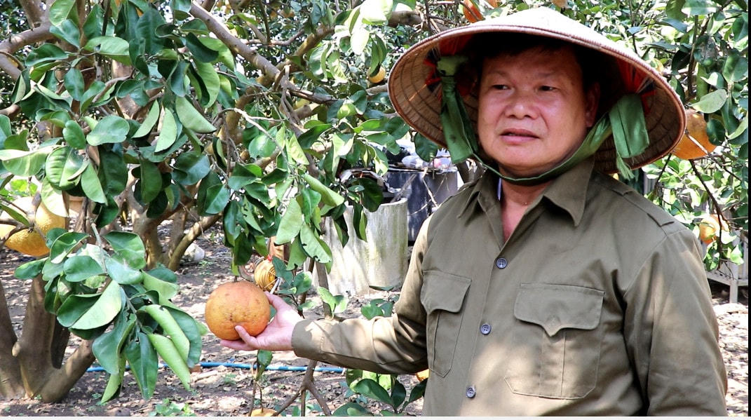 Ông Phạm Văn Thủ bên những trái bưởi chín 