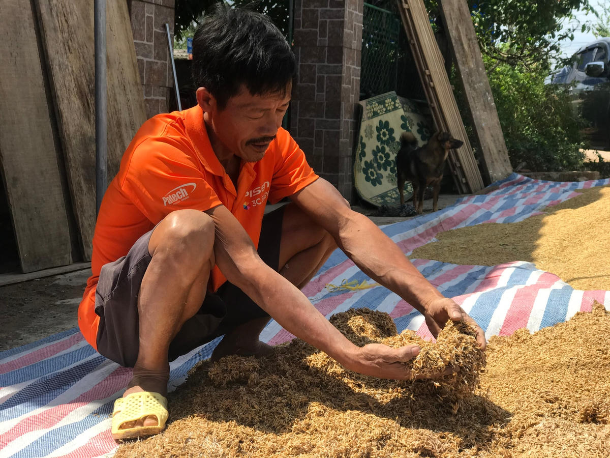 Được 20 bì lúa trữ để cả nhà ăn đến ngày giáp hạt nhưng bị lũ ngâm mọc mầm hết, ông Phạm Văn Nhân (xã Cẩm Thạch, Cẩm Xuyên, Hà Tĩnh) nhìn lúa nhắt nước mắt.