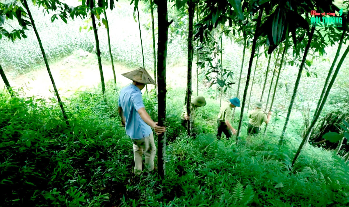 Lực lượng kiểm lâm thường xuyên đi kiểm tra rừng.